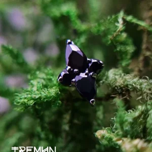 Tremun-feed-669.webp
