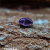 Prong Leaf Amatista